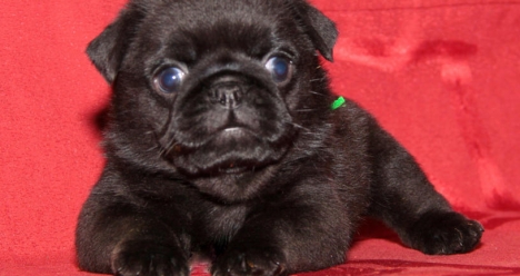 Собака в подарок от любимого