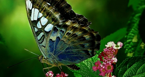я опять стройная,здоровая и уверенная в себе