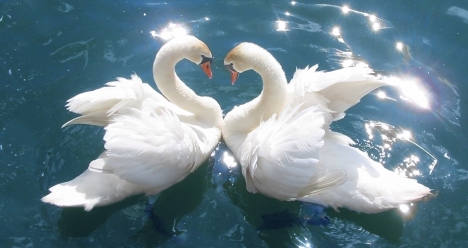 моя родственная душа