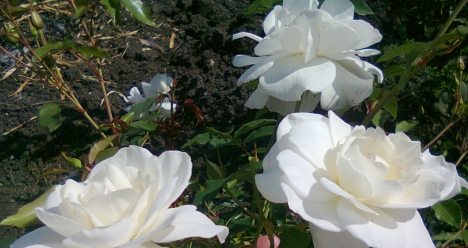 Моя вторая половинка