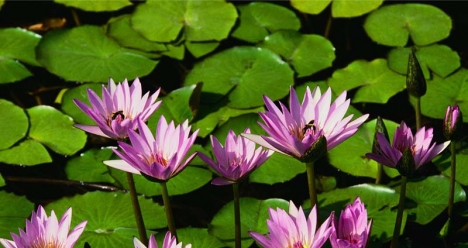 выиграть в лотарею полмиллиона,путишествовать по святым мест