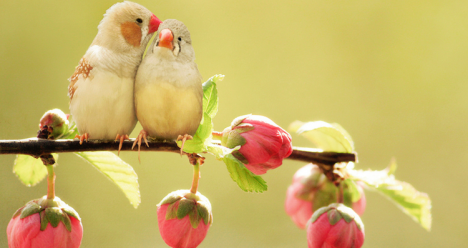 nairiis het siravep unenam