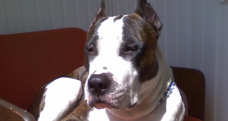 Чтобы моя собака перестала болеть