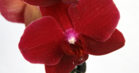 моя вторая половинка найдись скорее