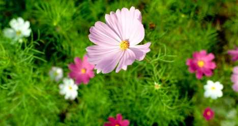 моя вторая половинка