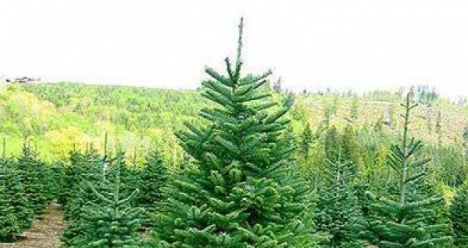 БОЛЬШАЯ ПУШИСТАЯ И ПАХУЧАЯ ЁЛКА НА ВСТРЕЧУ НОВОГО 2014 ГОДА4