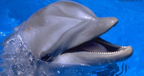 Поплавать с дельфинами