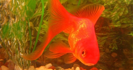 хочу ребенка