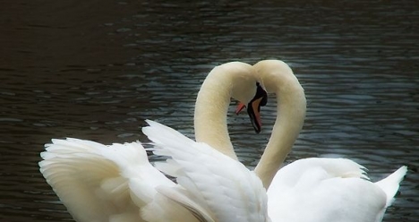 Быть женой С.Л. и очень счастливой с ним