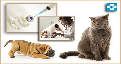 работа в вет.клинике