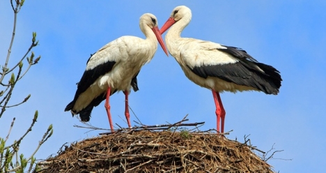 Хочу забеременеть отмужа,выносить и родить здорового ребенка