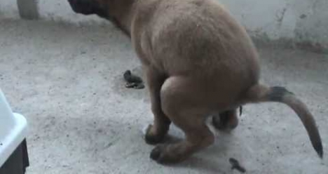 МОЯ СОБАКА ЗДОРОВА БЕЗ ОПЕРАЦИИ