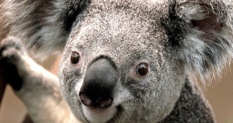 Ежемесячный доход в 20 000$ США