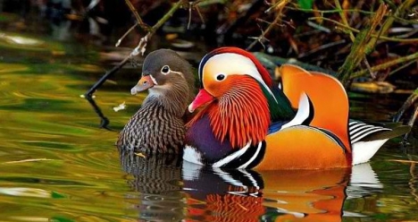 Моя вторая половинка