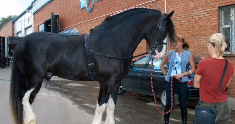 полностью достроенный конный клуб