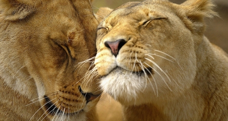 Встреча с моей  второй  половинкой