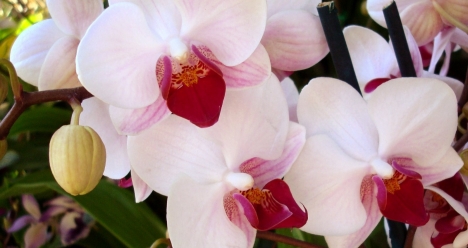 Все мои орхидеи часто и обильно цветут!