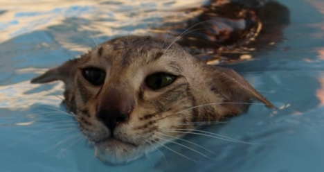 быстрая и смелая