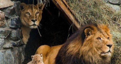 Выйти замуж за Вадима Кузнецова