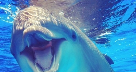 Счастливая семейная жизнь, здоровье и высокий достаток