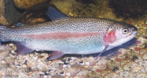 Купить много форели и сделать ее на гриле.