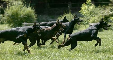 Успешный питомник доберманов