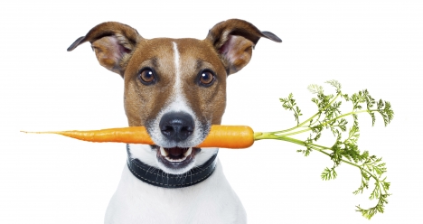 Выздоровление моей собаки