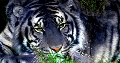 Отдаю долг маме 200000 тг.