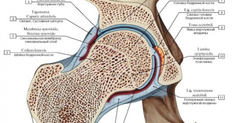 здоровый тазобедренный сустав
