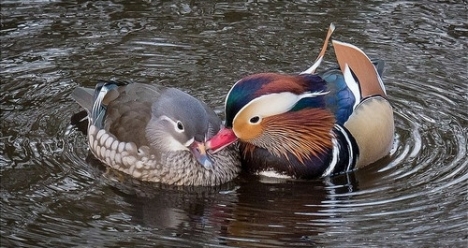 МЫ САМАЯ СЧАСТЛИВАЯ СЕМЕЙНАЯ ПАРА