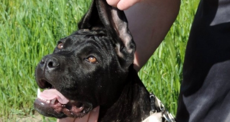 Щенок кане корсо