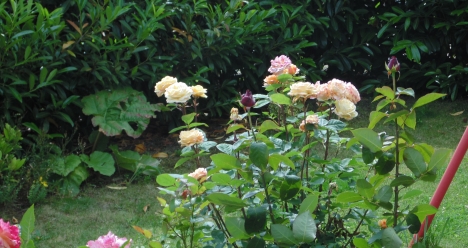 арбайзамт оставил меня  в покое  .