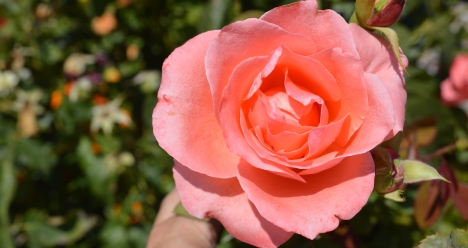 Родители здоровы