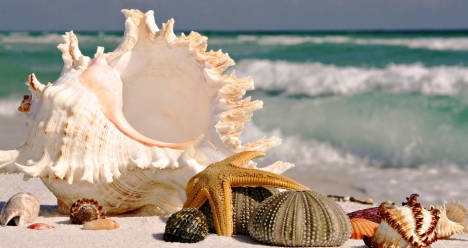 Моя вторая половина