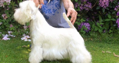 Вики идеальная