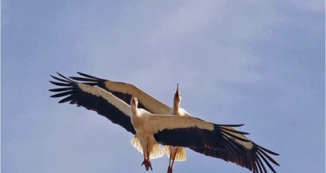 Мой муж всегда трезв и очень этим доволен!