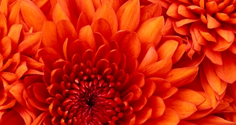 мой ежемесячный доход 1200000 рублей