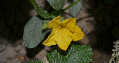 «Высокооплачиваемая работa