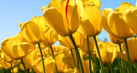 любящий и любимый муж,счастливая семья,дети,стабильный доход