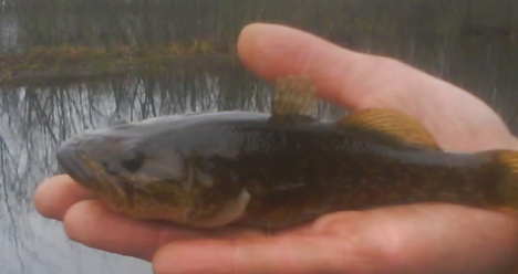 выиграть миллион руб