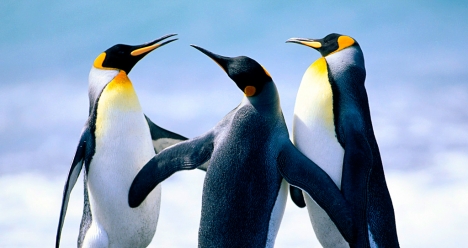 регистрация моих партнеров в мю команду FFI