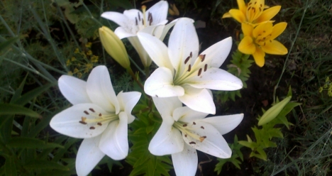 я и мои дети богаты, счастливы, удачливы  и здоровы