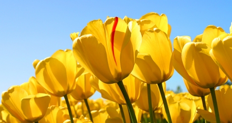 высокий ежемесячный доход